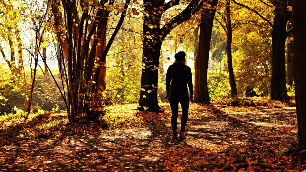 What to Do Today: A Walking Meditation, and Distractions