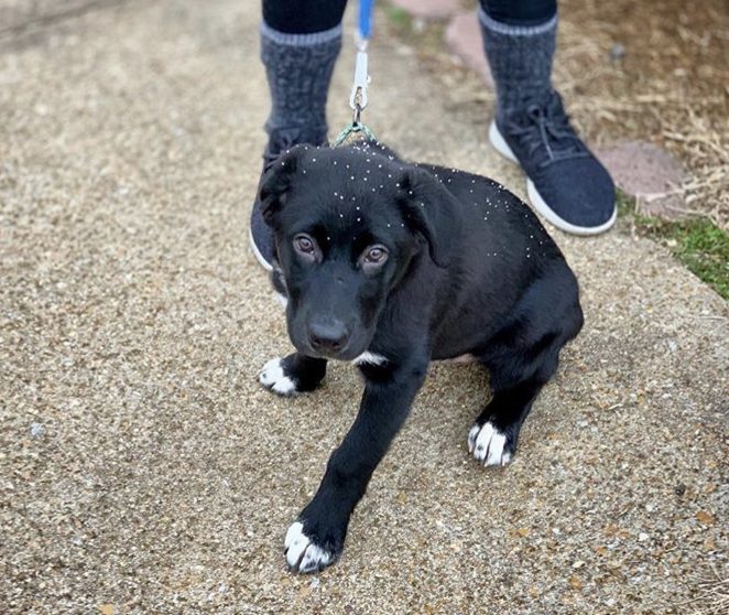 Who’s a Good Boy? Five Ways To Make Cities More Dog Friendly (Without the Car)